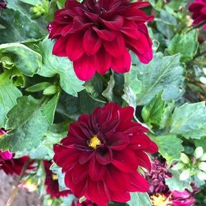 Meet your Posher, Dalvir